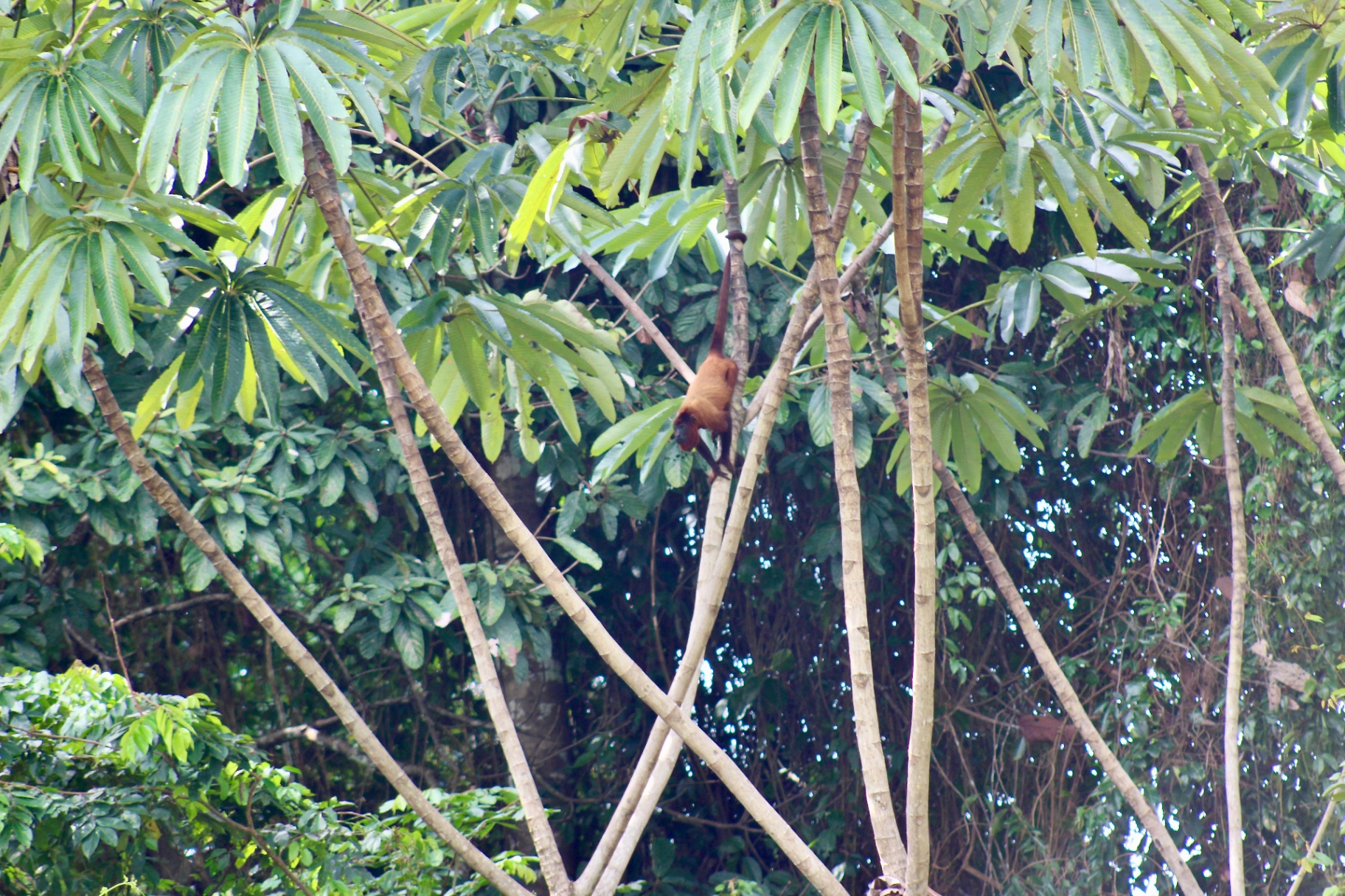 A howler high in the canopy.