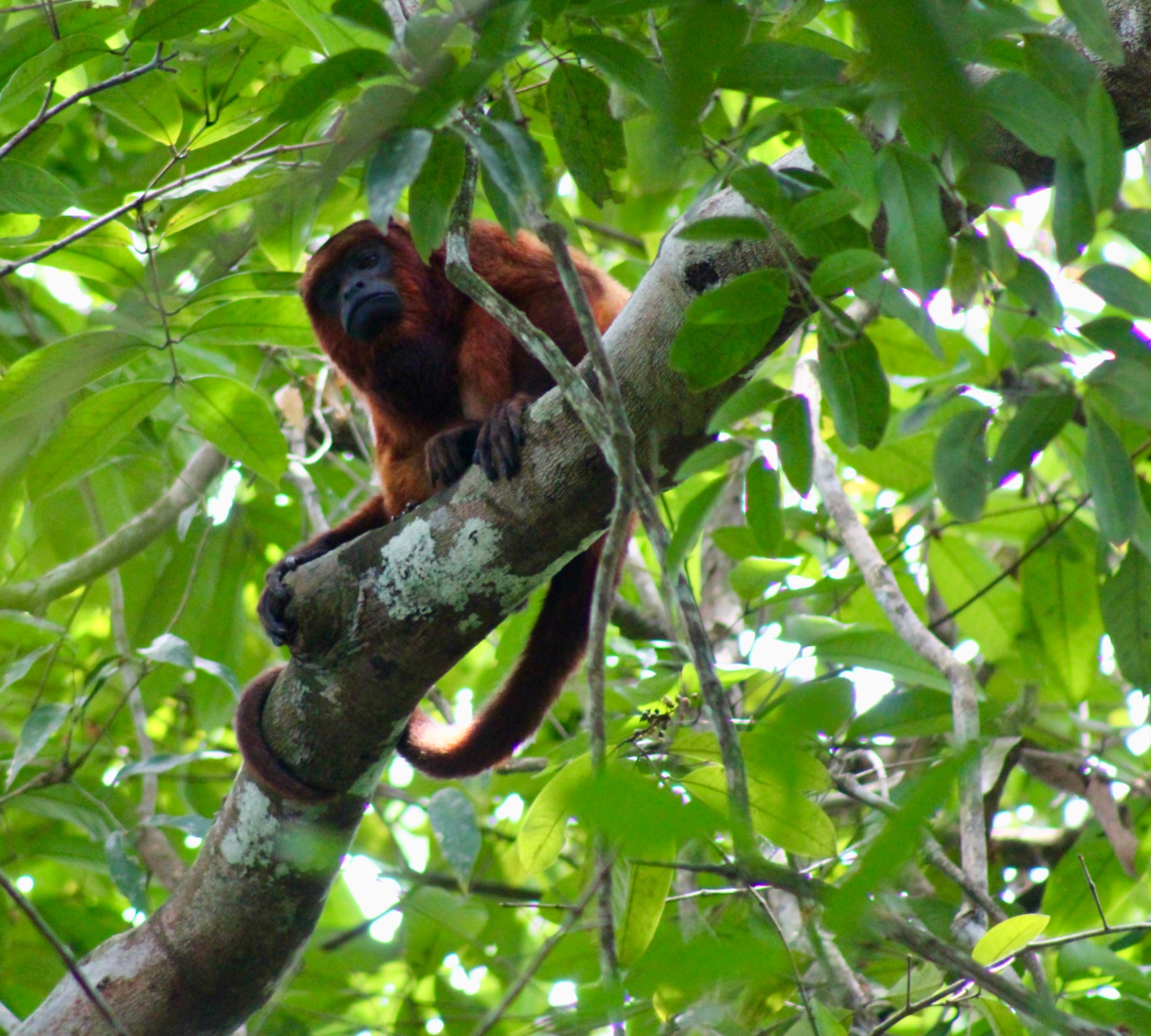 OUMNH — Alouatta seniculus cranium, collected in British Guiana.